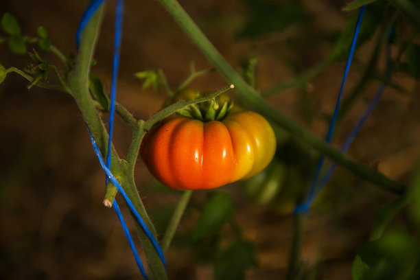 特写的手工收获的西红柿从田，有机农业。一个真正的照片。生态友好的番茄种植方式图片下载