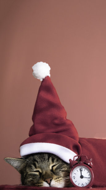 一只戴着圣诞帽睡觉的猫的肖像。圣诞快乐，恭贺新禧。副本的空间。图片下载