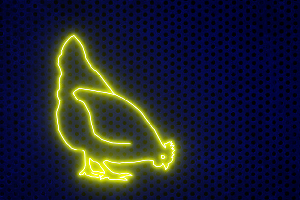 霓虹灯。黄色的霓虹母鸡在蓝色的墙上。商店招牌荧光灯的剪影。出售鸡。图片下载