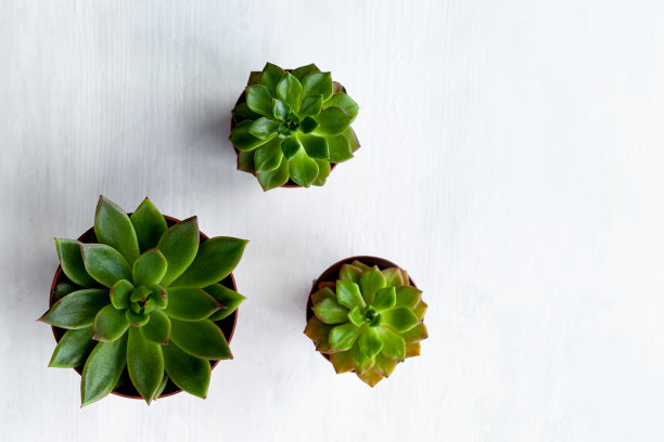 混合不同的多肉菊苣室内盆栽植物。家庭园艺的概念，爱好，闲暇时间。白色木制背景。关闭，宏观，俯视图。文本复制空间图片下载