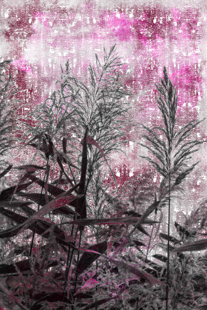 干燥的芦苇杆映衬着粉红色的日落天空。河岸上一根灰色的高芦苇。图片下载