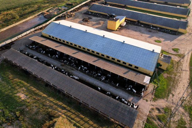 农场里有牛和猪，鸟瞰图。靠近农田的牛棚。奶的生产与畜牧业的概念。图片下载