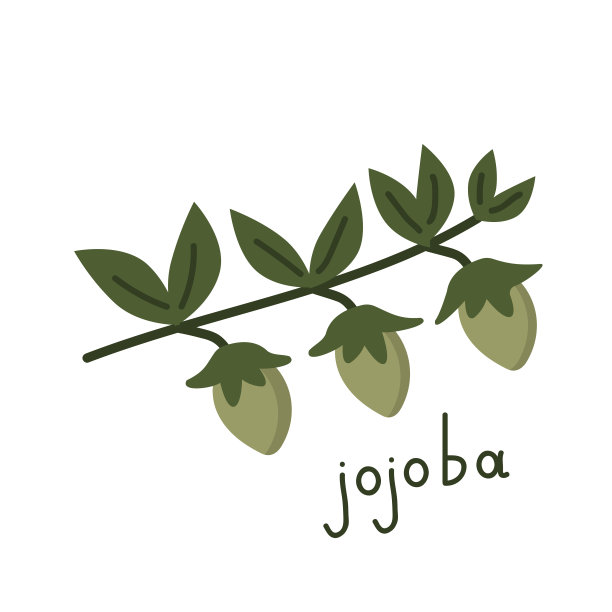 荷荷巴油分支插图图片下载