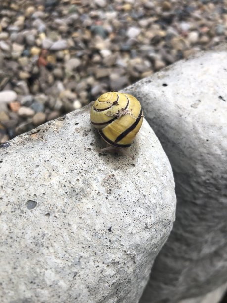 蜗牛从壳里探出来。图片下载