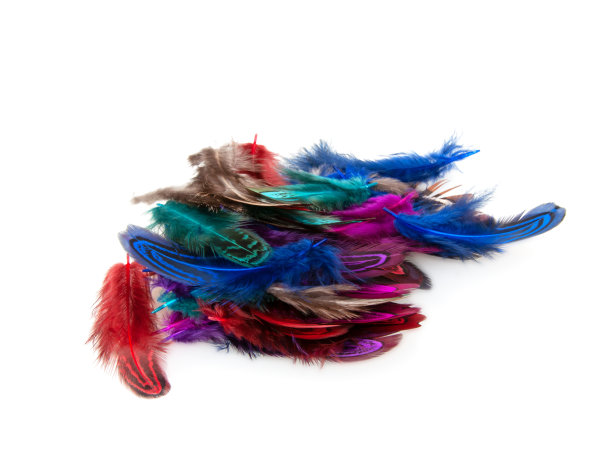 装饰色彩鲜艳的雉鸡鸟羽毛孤立在白色背景上图片下载