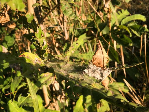 蜘蛛网和树叶图片下载