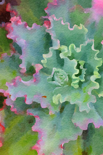 绿色和粉红色卷仙人掌的特写图片下载