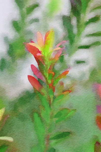 粉红色和橙色的仙人掌花图片下载