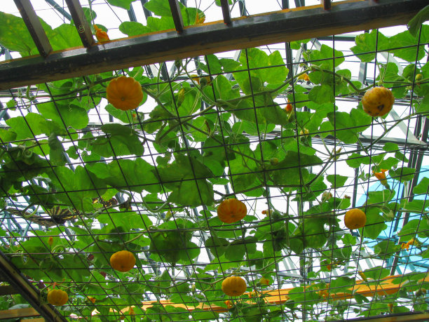 成熟的南瓜在天空的背景上悬挂，选择性聚焦图片下载