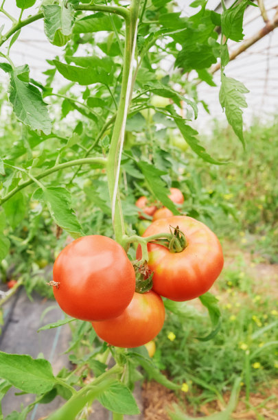 温室种植的有机番茄的特写照片。图片下载