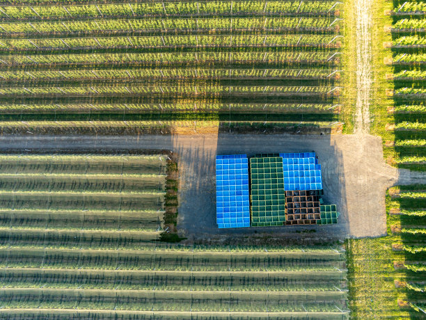 从空中可以看到有许多排树和堆积的收获箱的大果园图片下载