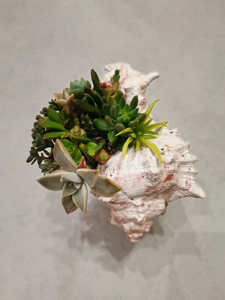 在贝壳中装有多肉植物的玻璃容器图片下载