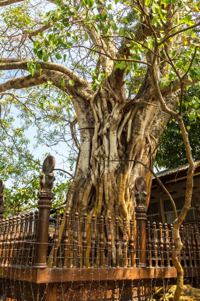 Gangaramaya寺的菩提树图片下载