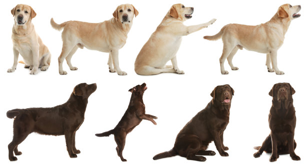 一套拉布拉多犬在白色背景图片下载