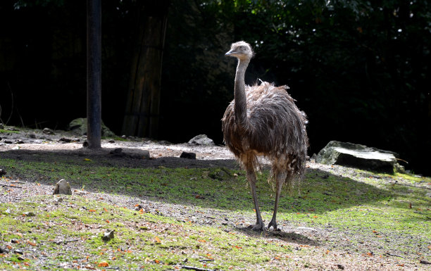鸵鸟在花园区散步。保护财产不被小偷偷走，还会产下巨大的蛋图片下载