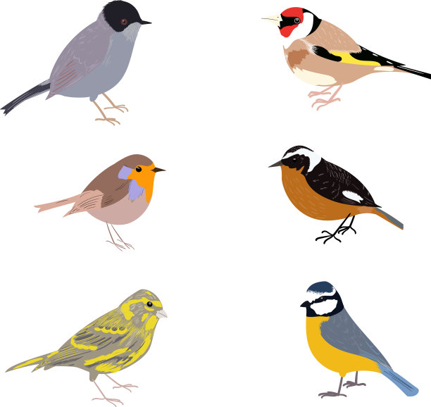 一组雀形目鸟类在白色背景图片下载
