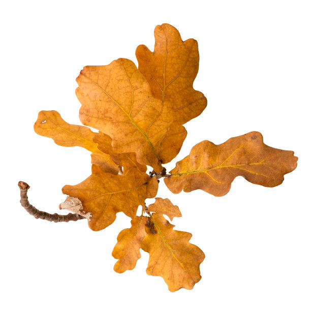 在秋天有叶子的橡树枝孤立在白色背景上图片下载