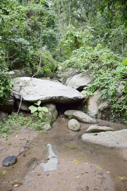 泰国的自然森林图片下载