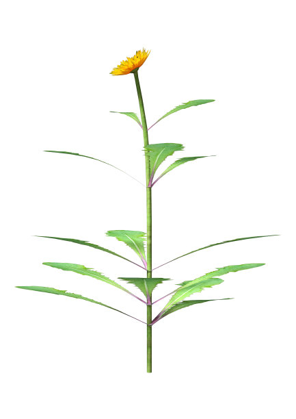 3D插图蒲公英花在白色图片下载