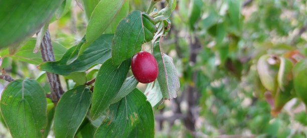 灌木丛上成熟的蔓越莓的特写镜头。图片下载