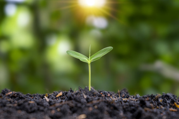 幼苗从肥沃的土壤中生长出来，早晨的阳光照射在植物上。生态平衡概念生态系统与植物栽培图片下载