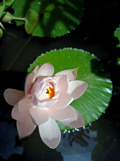 莲花(睡莲)开放了图片下载