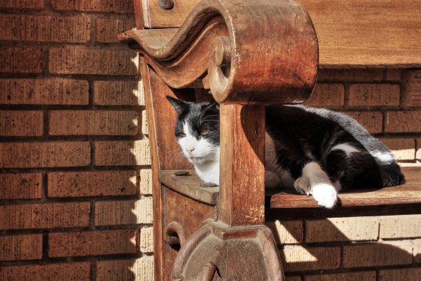 长椅上的猫图片下载