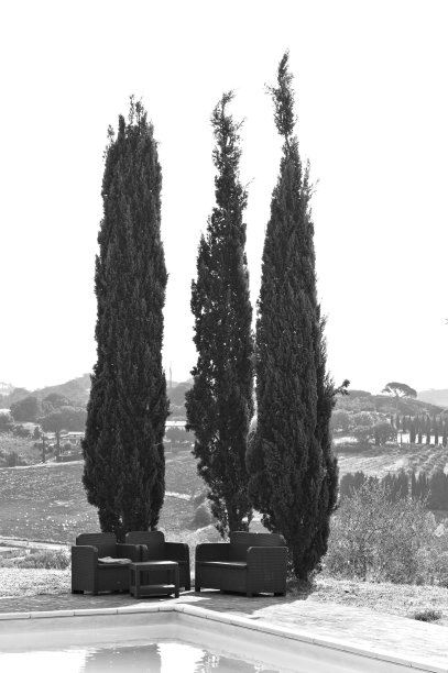 游泳池附近柏树下的户外沙发(翁布里亚，意大利，欧洲)图片下载