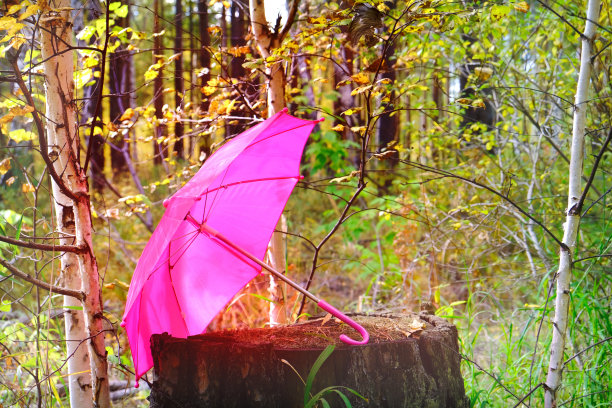 秋天的季节。秋天的心情。秋天的森林里，一把粉红色的伞放在一个腐烂的树桩上图片下载