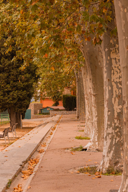 秋天树叶树的垂直图像。图片下载