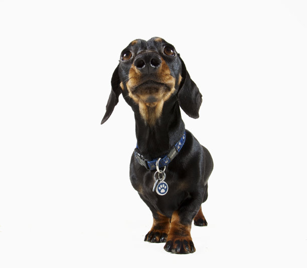 低角度摄影棚拍摄的微型腊肠犬图片下载