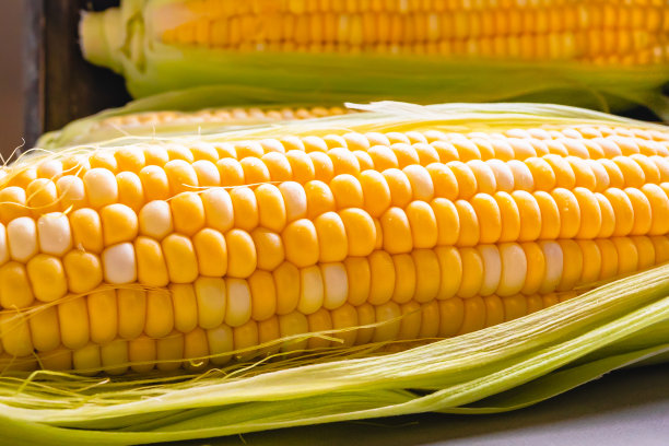 新鲜、生、熟的玉米接近图片下载