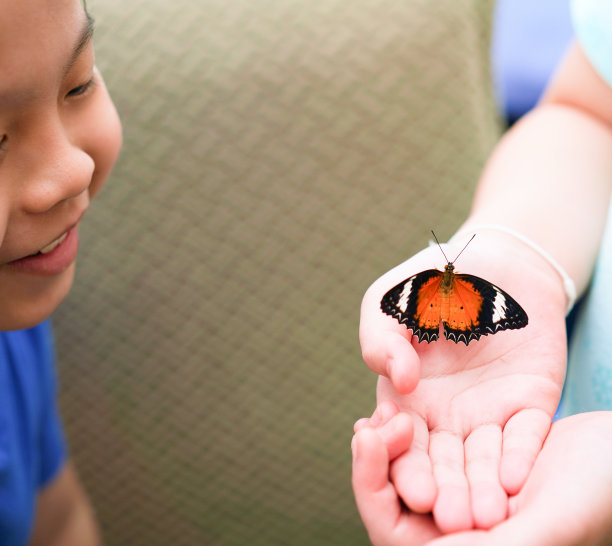 看着蝴蝶粘在他的手指上，男孩笑了。图片下载