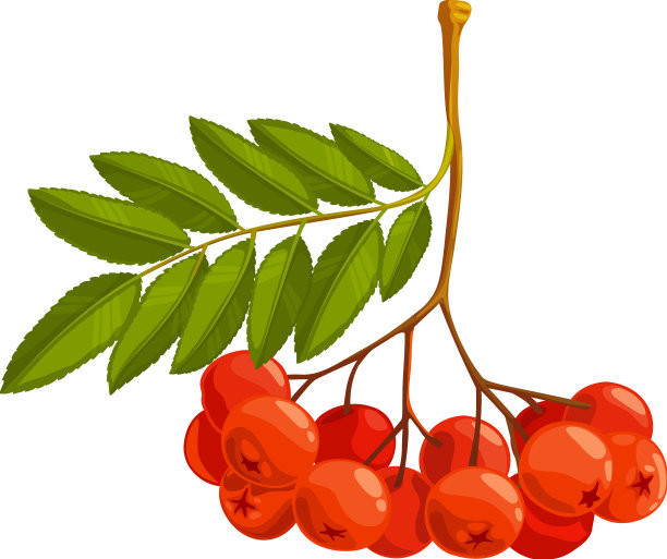 罗旺莓孤立的图标野生浆果图片下载