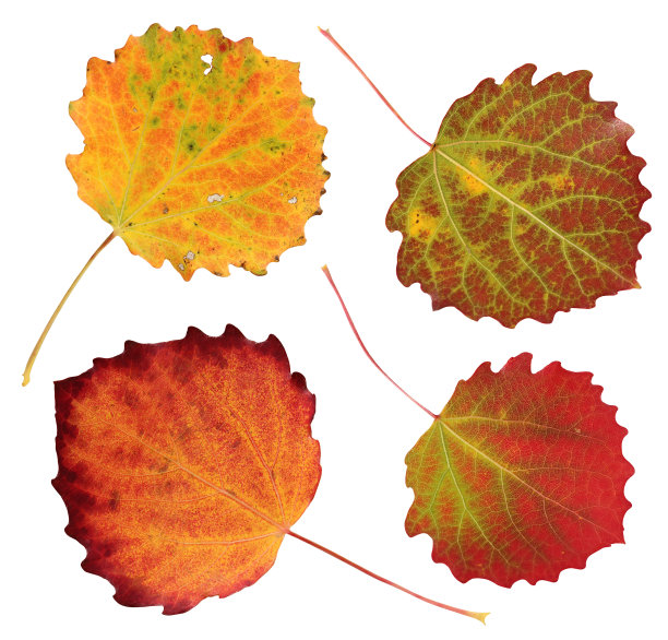 白杨秋天树叶孤立在白色背景与修剪路径图片下载