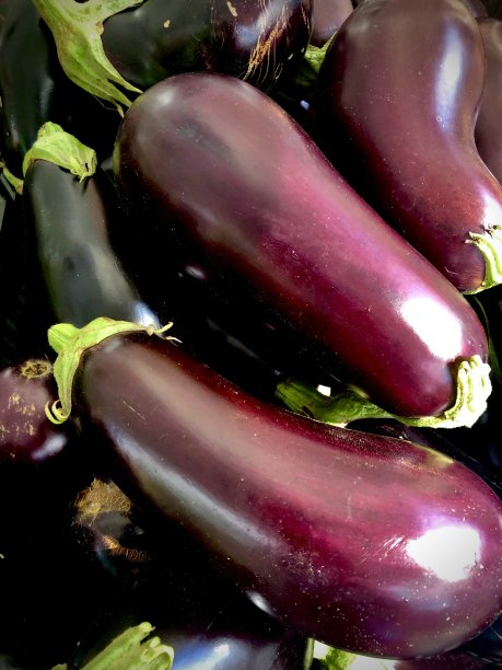 新鲜茄子图片下载