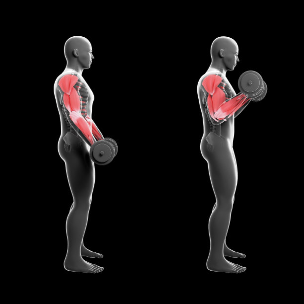 3D插图的二头肌卷发与哑铃图片下载