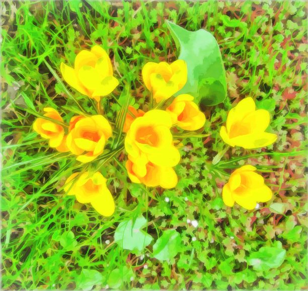 水彩花卉图案。数字Drawing-illustration。春天的第一朵花。黄色藏红花，藏红花在花坛上。月见草。春天的风景与番红花。自然景观图片下载