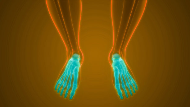 人体骨骼系统足关节解剖学图片下载