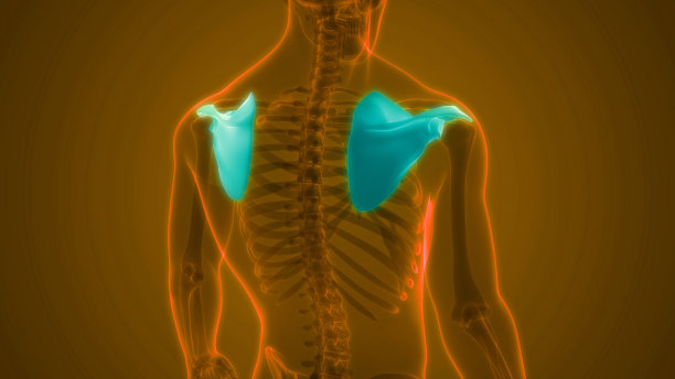 人体骨骼系统肩胛骨关节解剖学图片下载