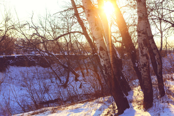 冬天阳光下的桦树图片下载
