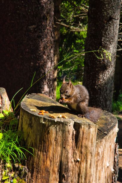 松鼠坐在森林的树干上吃坚果，伟大的动物图片图片下载