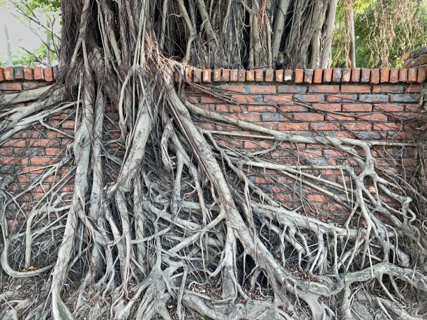 老树的根图片下载