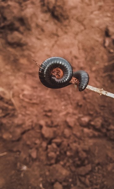 纹理的黑虫图片下载