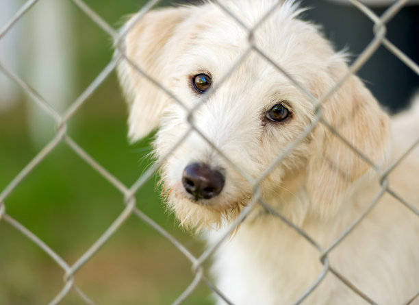 狗狗收容所动物收养图片下载