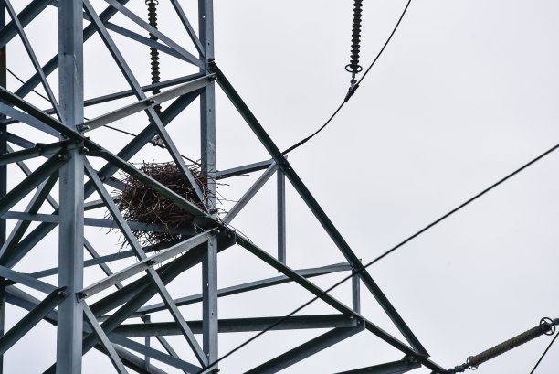 电塔上的喜鹊巢映衬着天空。野生动物保护的概念图片下载