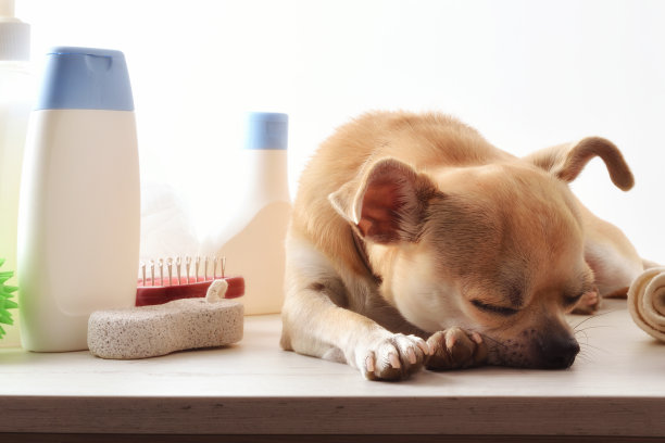 吉娃娃放松浴后桌上与产品的正面看法图片下载