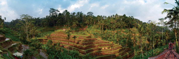 全景图-特加兰朗梯田和棕榈森林-巴厘岛乌布图片下载