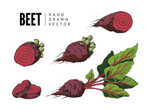甜菜根植物图标设置在雕刻vintage图片下载