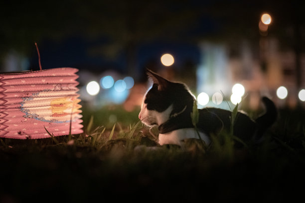 中秋节期间，黑白相间的家猫躺在灯笼旁看向远方。图片下载